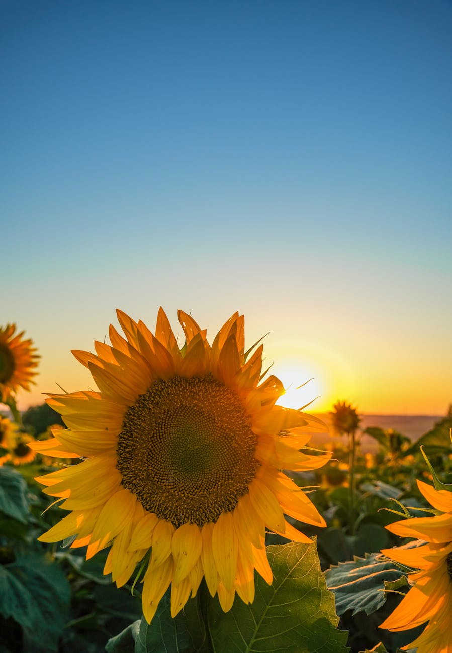beautiful sunflower field at sunset