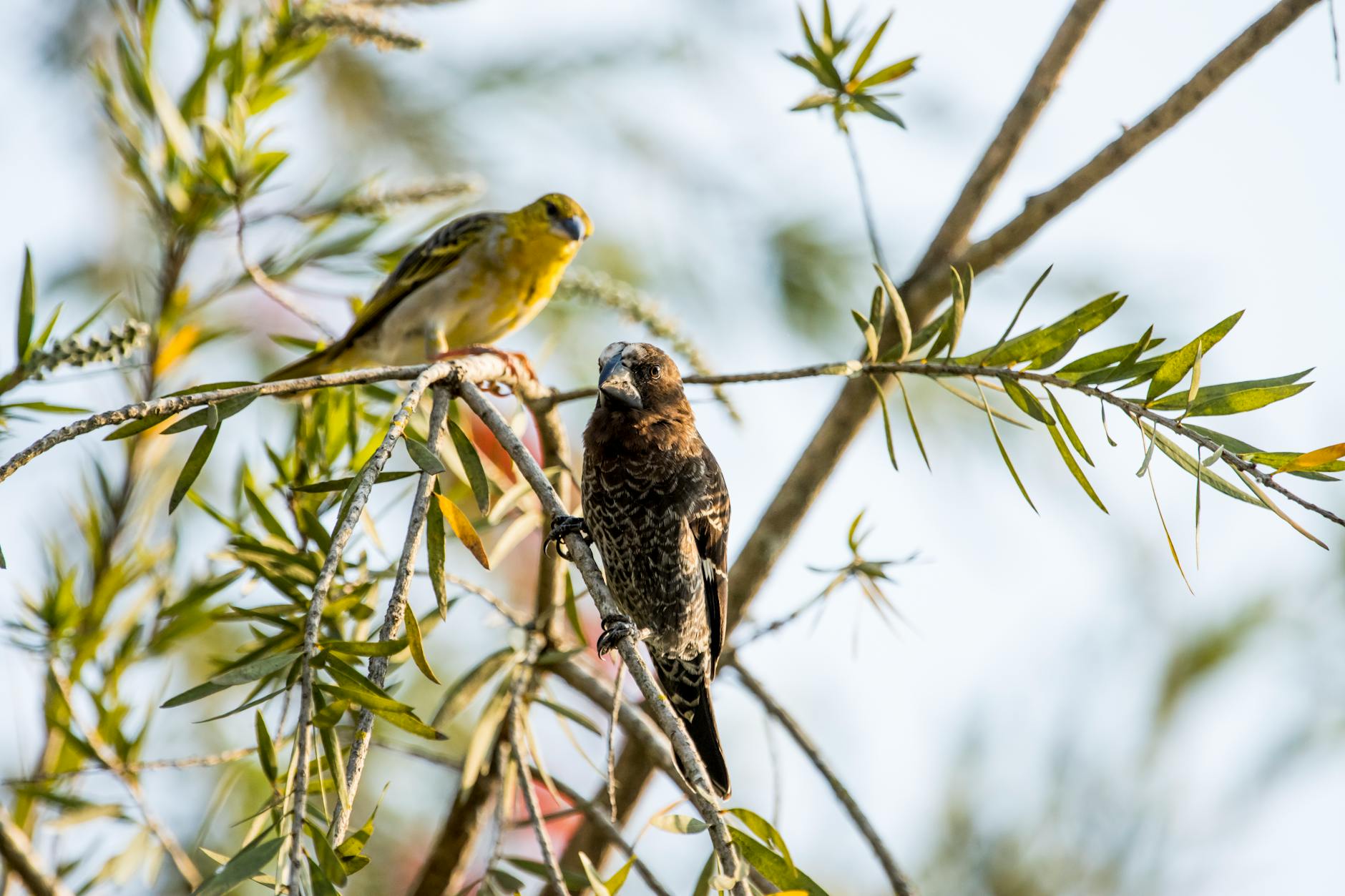 two colorful birds perched on tree branch