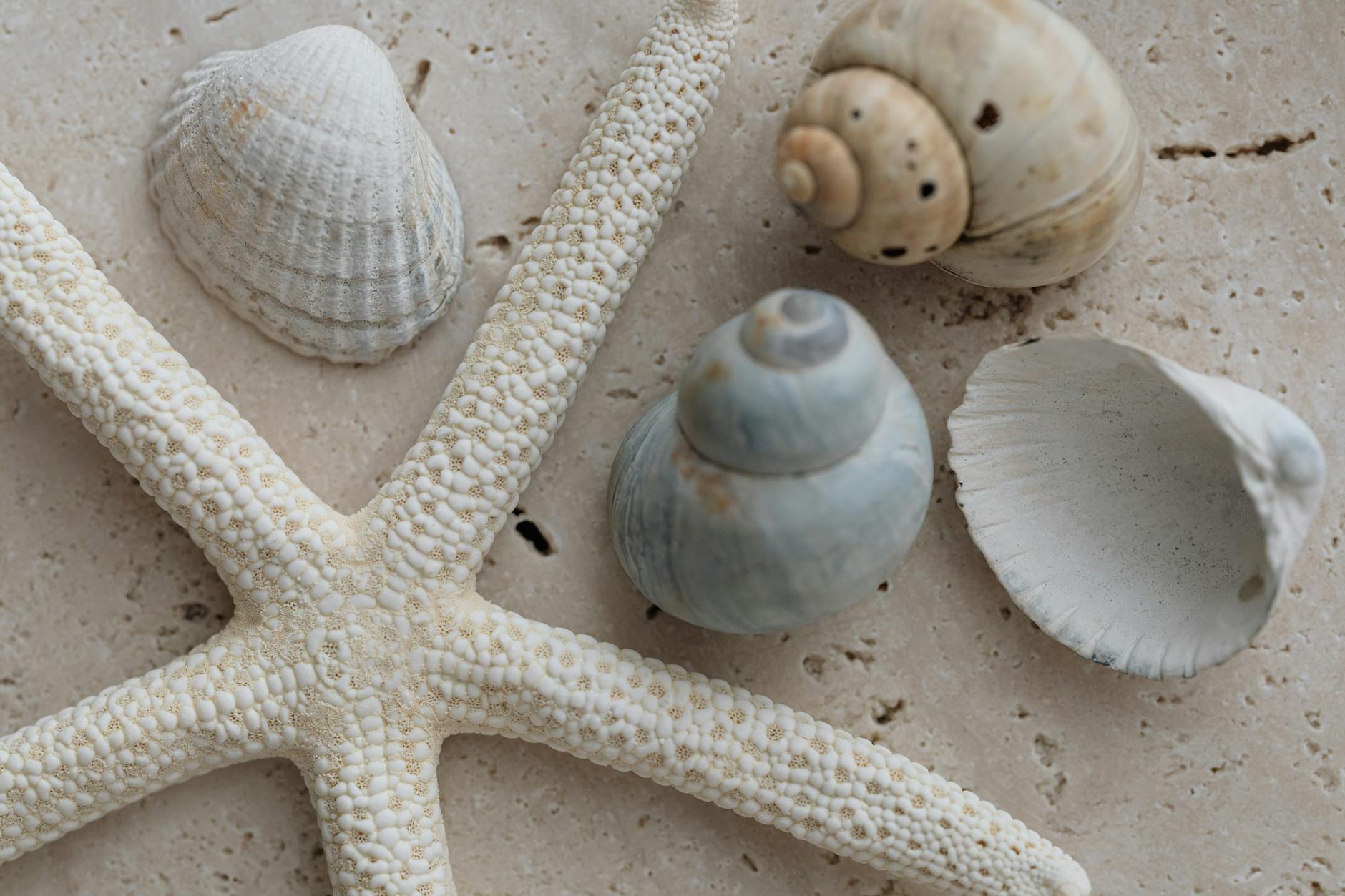 close up of shells and starfish