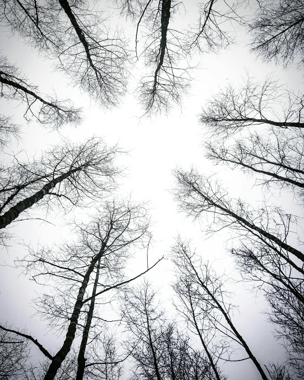 leafless trees under white sky